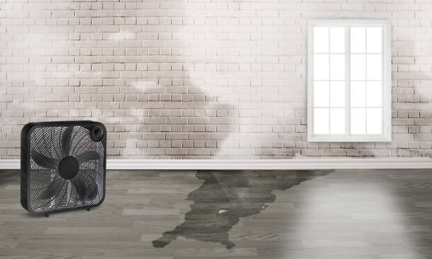 Best Water damage contractors near me  in Waikoloa Village, HI